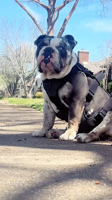 English bulldog