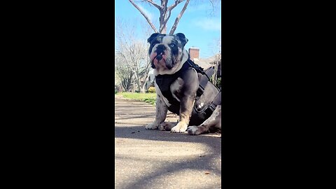 English bulldog