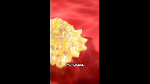 SIBO | Small Intestinal Bacterial Overgrowth | when bad bacteria multiply |