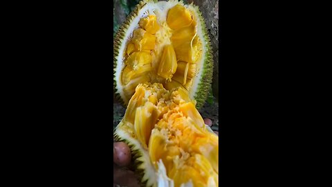 jackfruit