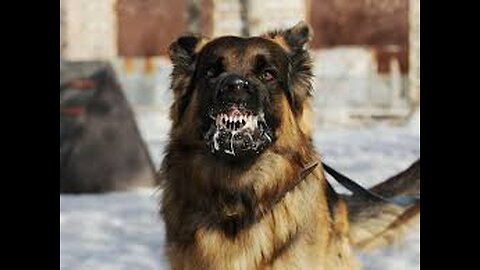 My story with the Rabies Vaccine