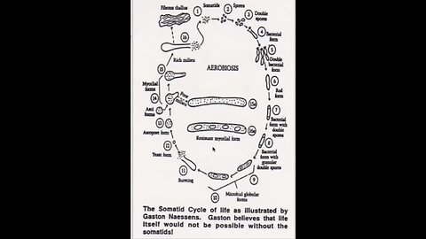 The role of bacteria mold fungi and parasites