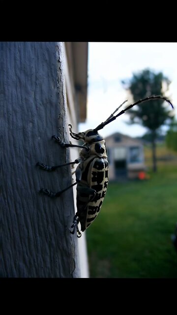 This video is produced from still photographs that I personally took. Their movement is AI.