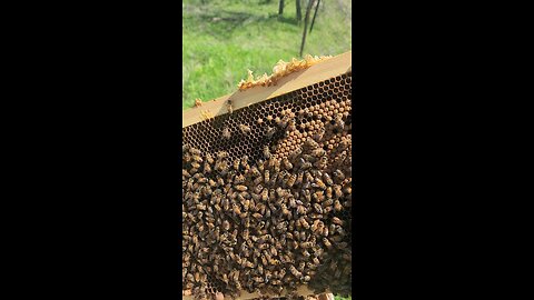 New emerging bees!