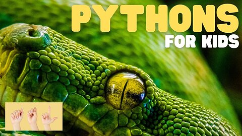 ASL Pythons for Kids