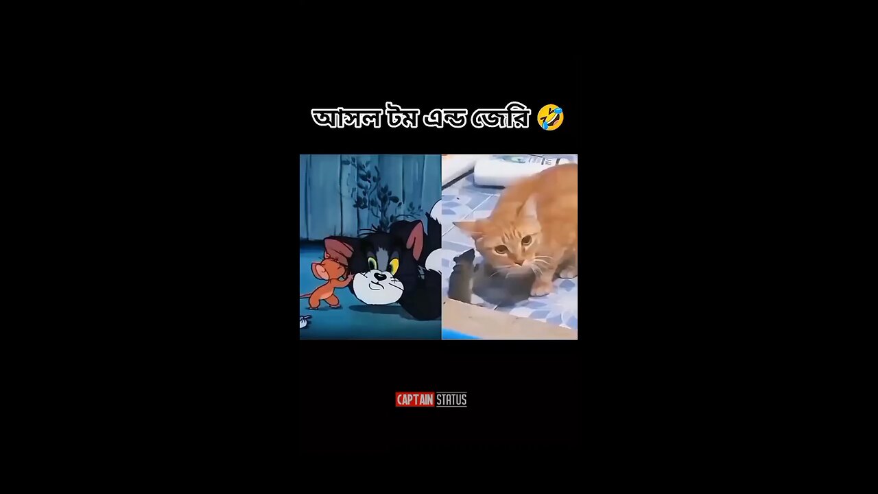 Live tom and jerry