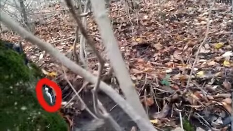 Dwarf scared tourists in the woods and got lucky - Mysterious creatures
