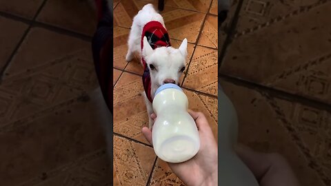 The goat was bullied by his family and rescued by a farmer