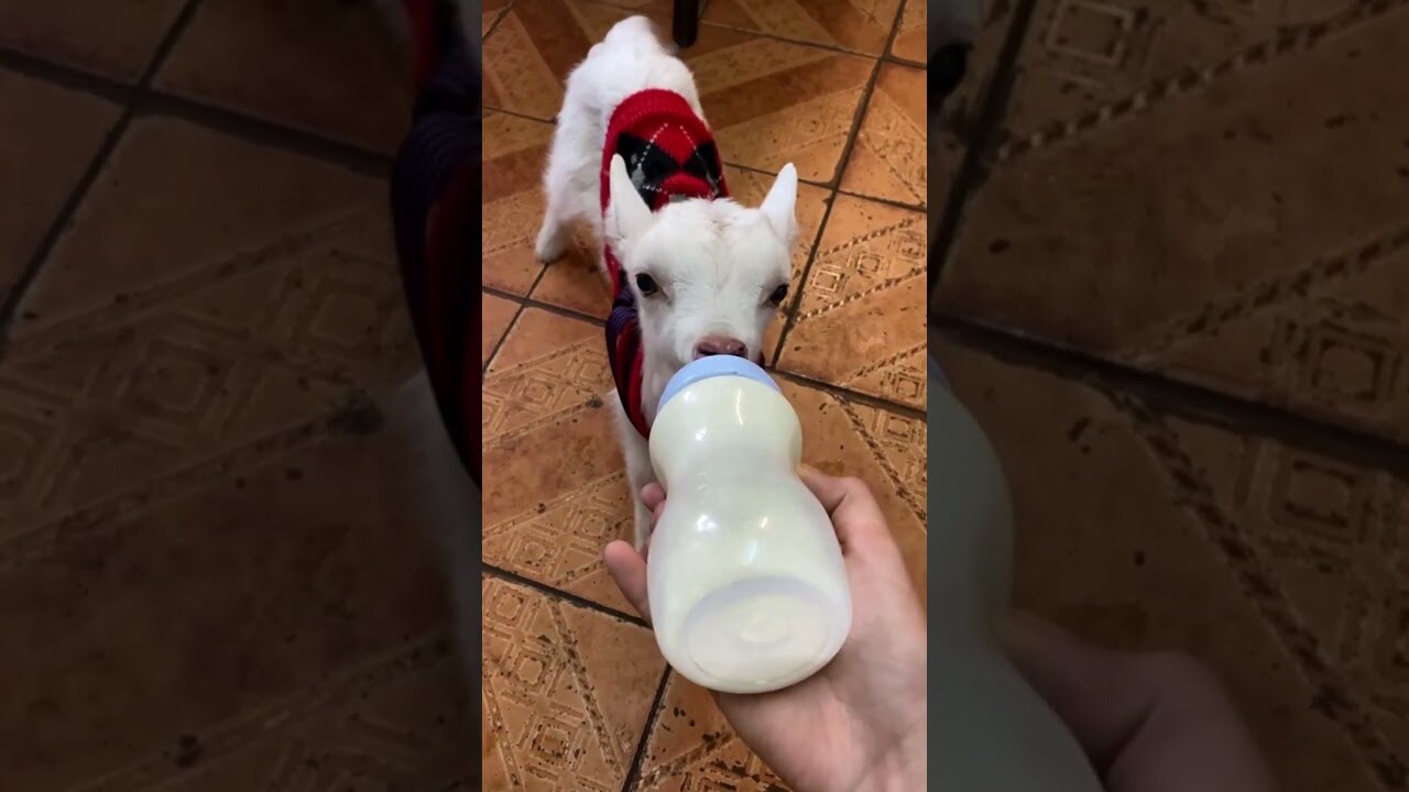 The goat was bullied by his family and rescued by a farmer