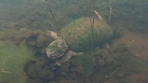 Snapping Turtle