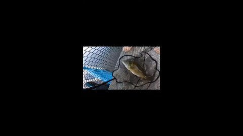 fish fish fish