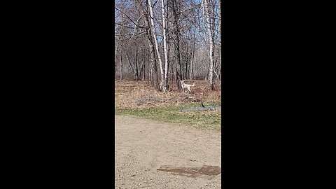 Get the squirrel!