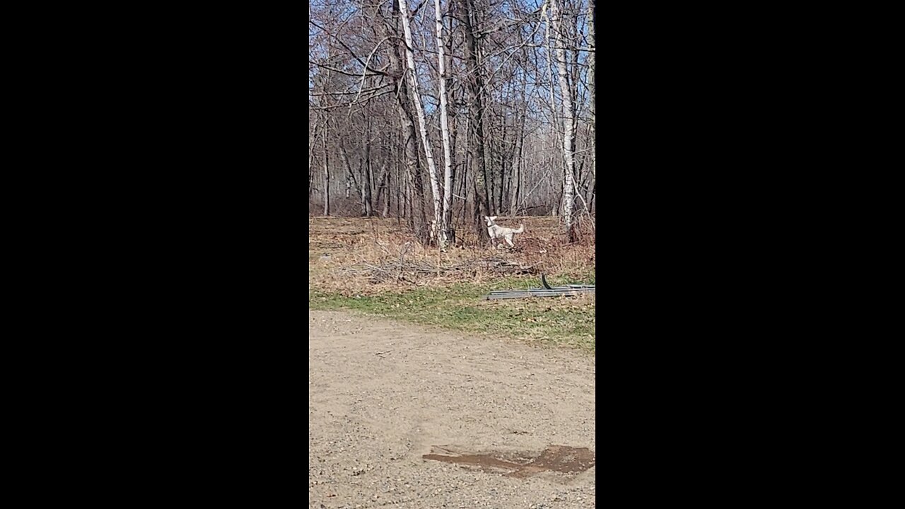 Get the squirrel!