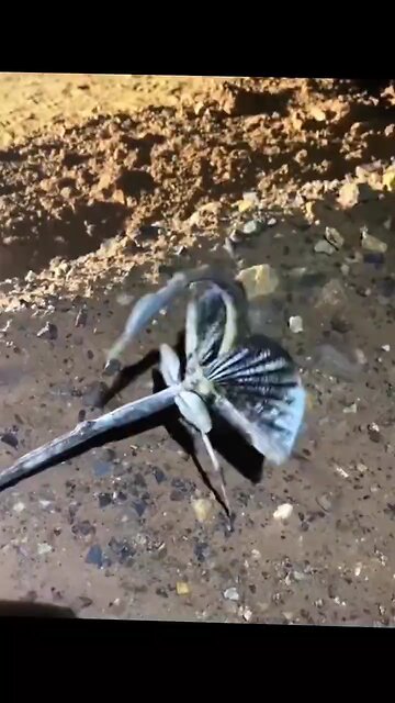 "A Creature from Hell"