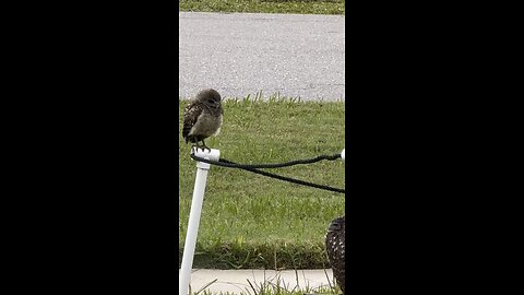 Burrowing Owl Family! | 4K