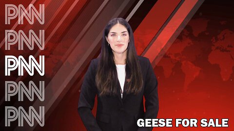 Geese for Sale | PNN Shorts