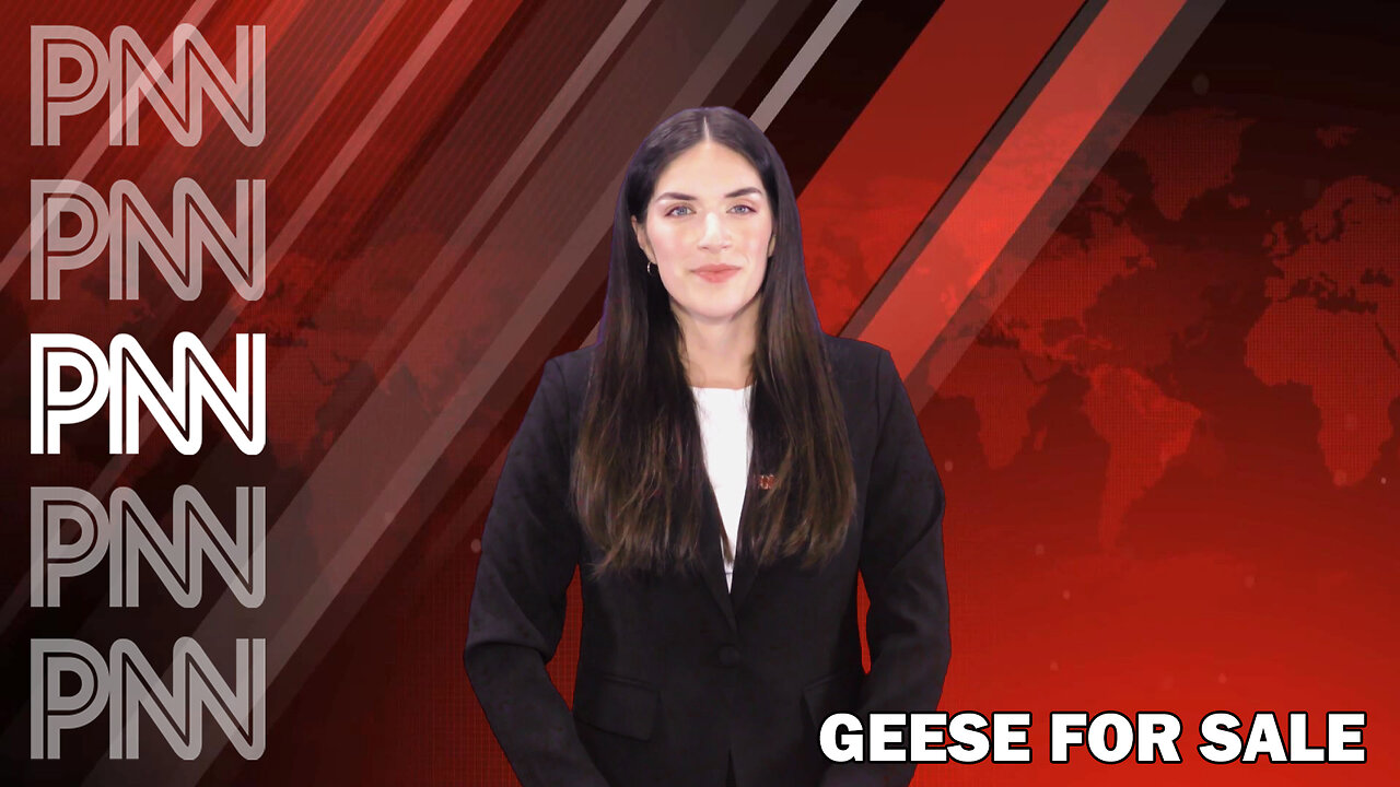 Geese for Sale | PNN Shorts