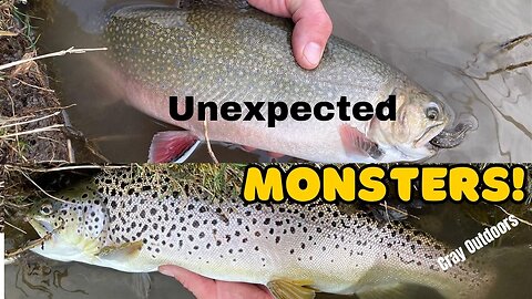 Unexpected GIANT TROUT in Western New York! (bass fishing)