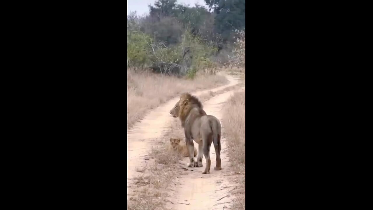 Hungry lion feasting his own cubs
