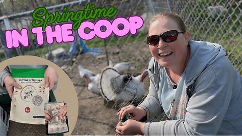 Morning Poultry Routine | Treats, Nesting Refresh & Egg Collecting! 🐓💛 GrubTerra