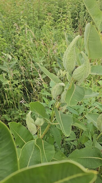 Strange Looking Bug on Milkweed