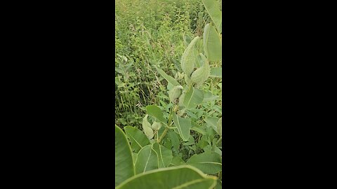 Strange Looking Bug on Milkweed