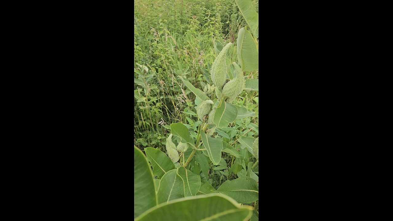 Strange Looking Bug on Milkweed