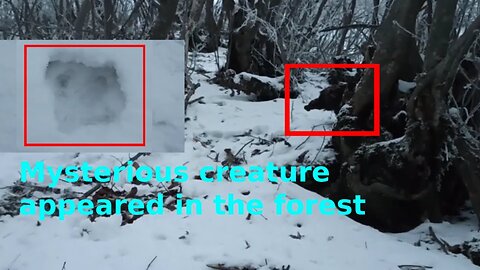Chupacabra caught on camera | Mysterious creature in the forest
