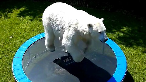 CCTV Captures Polar Bear & Animals Bouncing Wild on Trampoline
