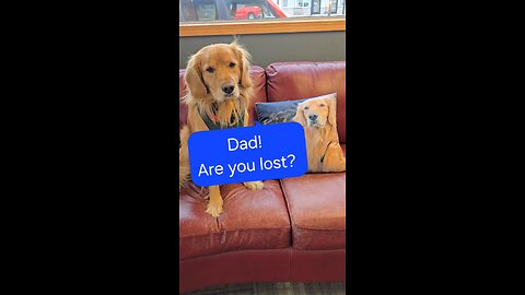 Help, Dad's lost in the woods!