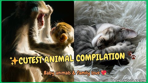 CUTEST ANIMAL COMPILATION 🐒🐱💕 | BABY ANIMALS & FAMILY LOVE