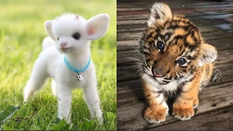 Cute Baby Animals Videos Compilation #11 | Funny and Cute Moments