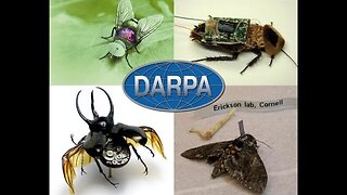 Killing all The Bees and Replacing them with DARPA Bugs!! - RFB
