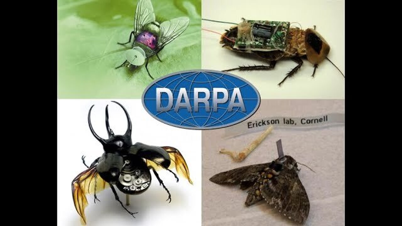 Killing all The Bees and Replacing them with DARPA Bugs!! - RFB
