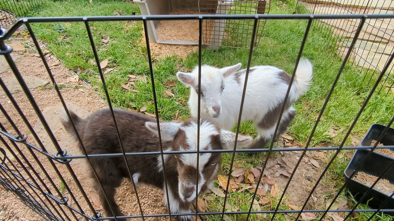 Mocha and Latte