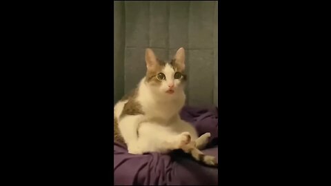 These Animals Have ZERO Chill – You’ve Been Warned!