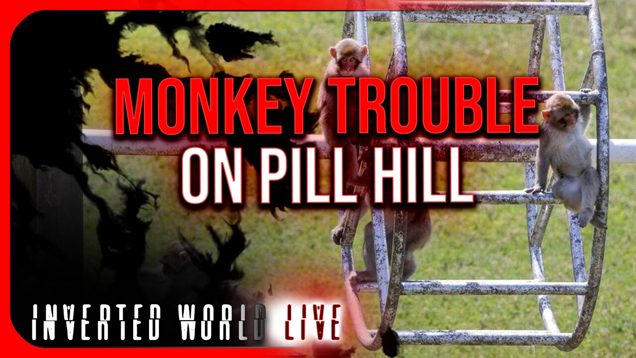 Monkey Trouble on Pill Hill