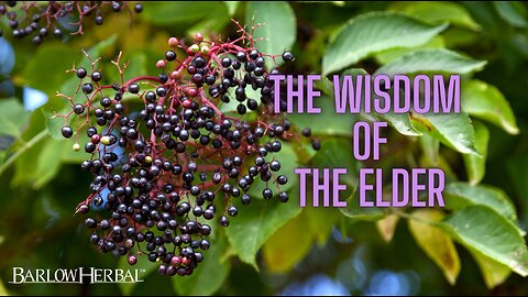 The Health Benefits of Elderberry