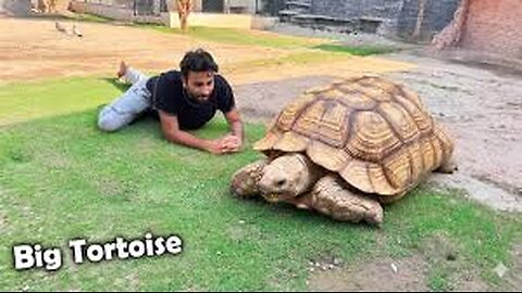 ||SURPRISE|| Hum Ny Big Tortoise Le Lia😍
