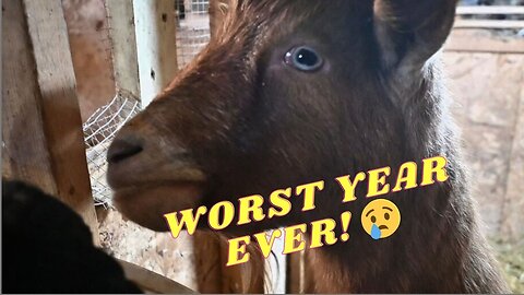 This HAS Been Our HARDEST Year With Our GOATS!