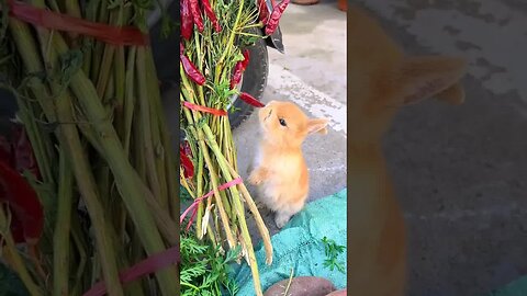 This little rabbit is from Chongqing, right? Cute pet debut plan Rabbit Rural cute pet