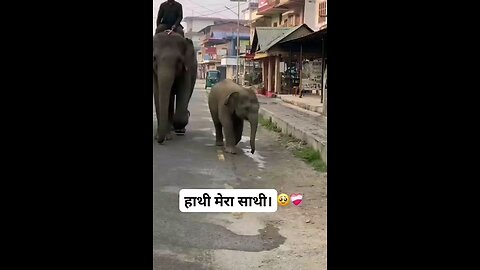 animal lover