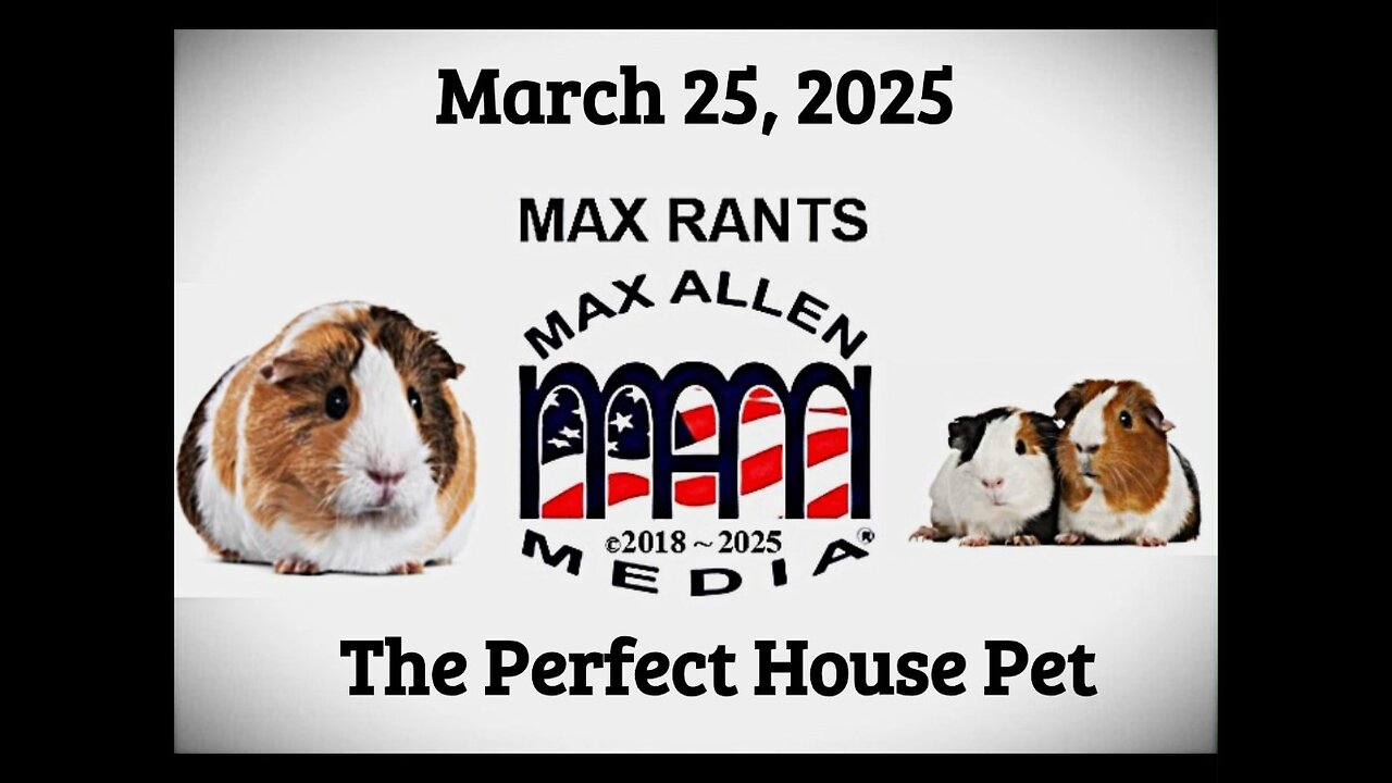 THE ULTIMATE HOUSE PET 'FRIEND'. THE GUINEA PIG