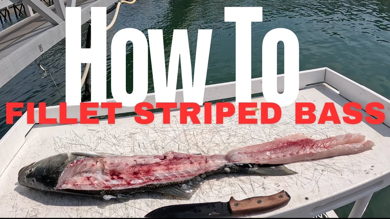 How To Fillet a Striped Bass, THE RIGHT WAY