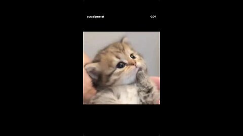 CAT eat HORSE 😨