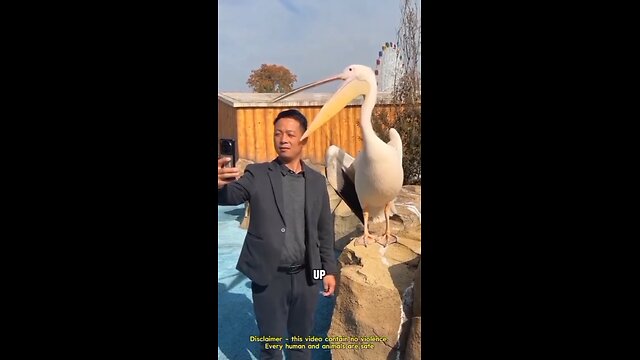 Pelicans will eat anything even your camera