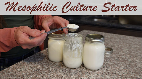 Easy Steps to Create Mesophilic Starter for Homemade Cheese