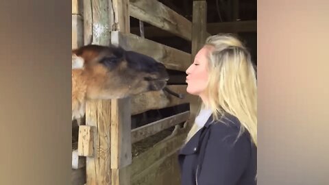 Warning: May Cause Uncontrollable Laughter - The Funniest Animal Moments