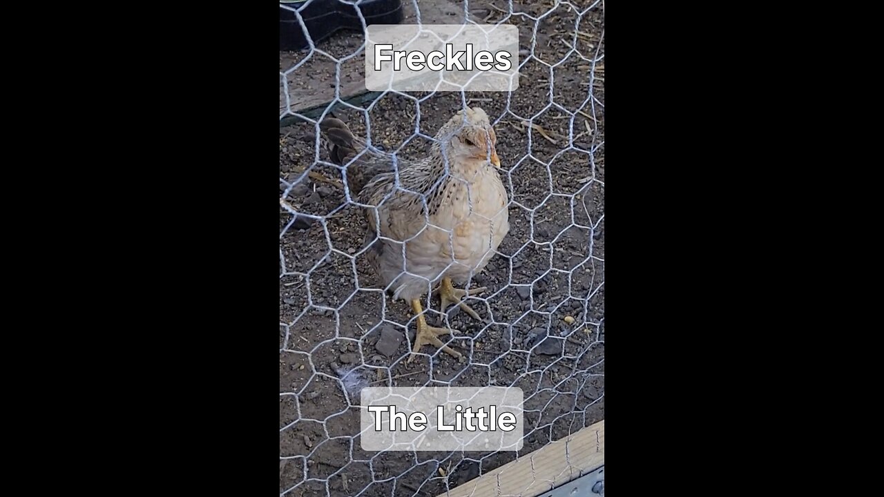 When They Cheeped: Freckles the Little