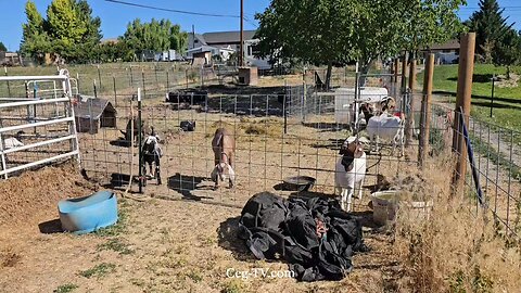 Graham Family Farm NW: 9:30 AM July 7 2025